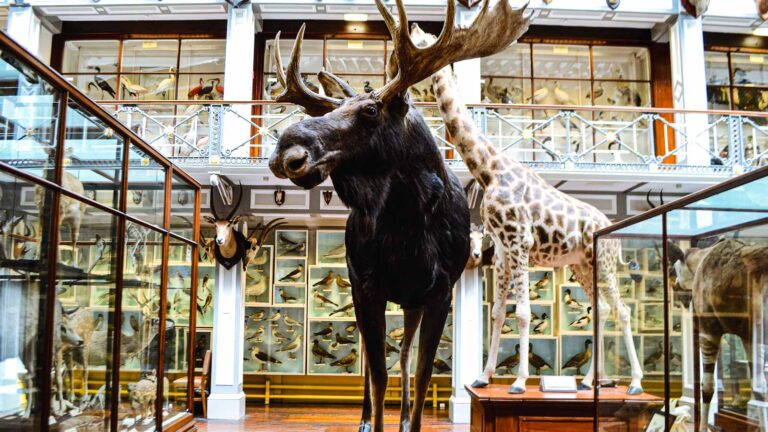 National Natural History Museum Dublin Ireland 768x432