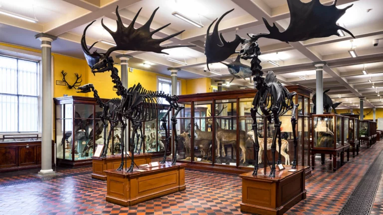 Natural History Museum Courtesy National Museum of Ireland 2018 20140623 7122 v2 A5.jpg 768x432